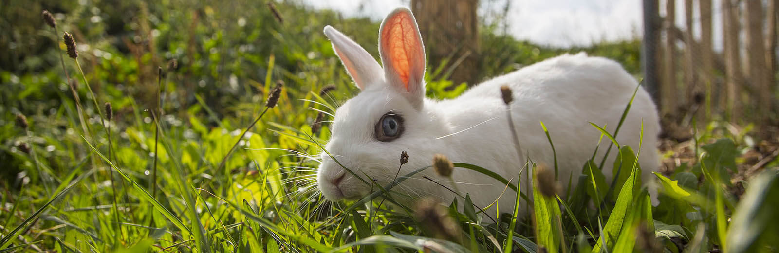 Maladies des oreilles chez le lapin de compagnie-La dure vie du lapin  urbain